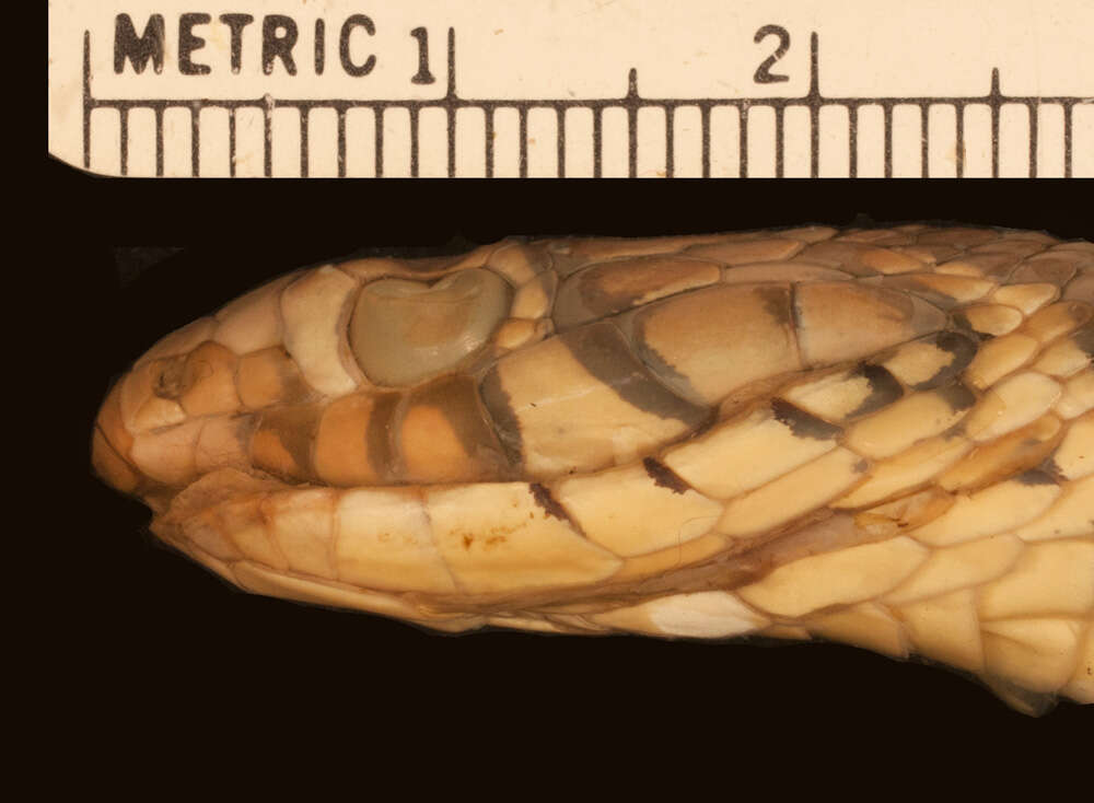 Image of Thamnophis marcianus marcianus (Baird & Girard 1853)