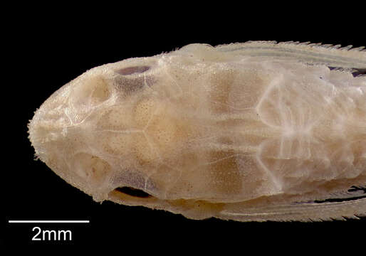 Image of Otothyris lophophanes (Eigenmann & Eigenmann 1889)