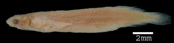 Image of Miuroglanis