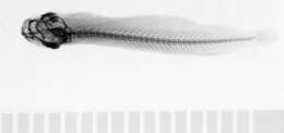 Image of Miuroglanis platycephalus Eigenmann & Eigenmann 1889