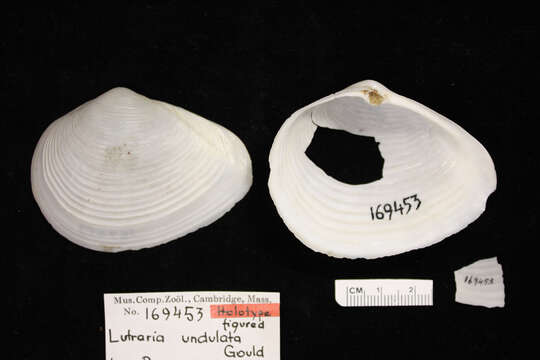 Raeta undulata (Gould 1851) resmi