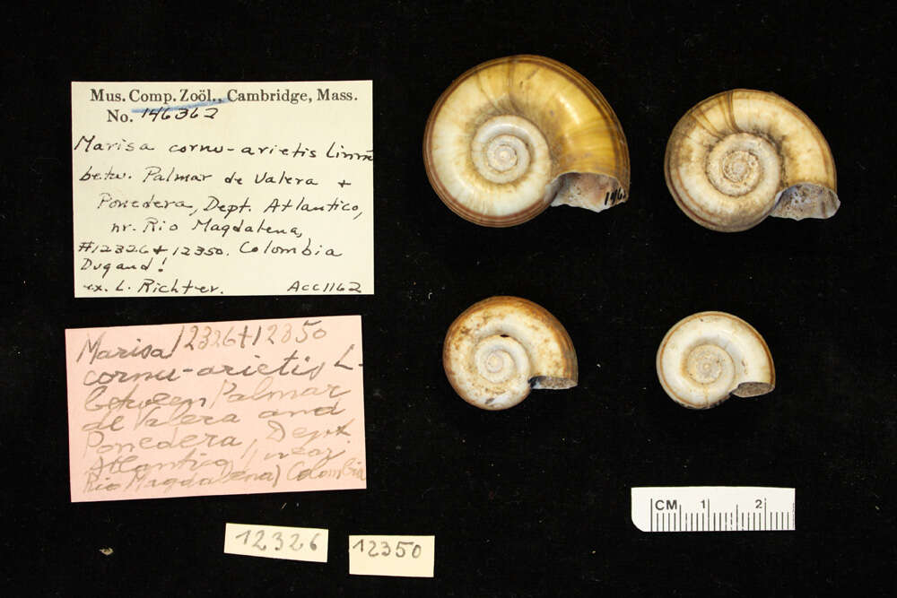 Image of Giant rams-horn snail