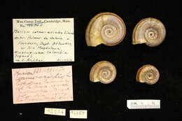 Image of Giant rams-horn snail