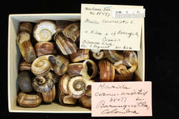 Image of Giant rams-horn snail