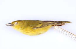 Image of American Yellow Warbler