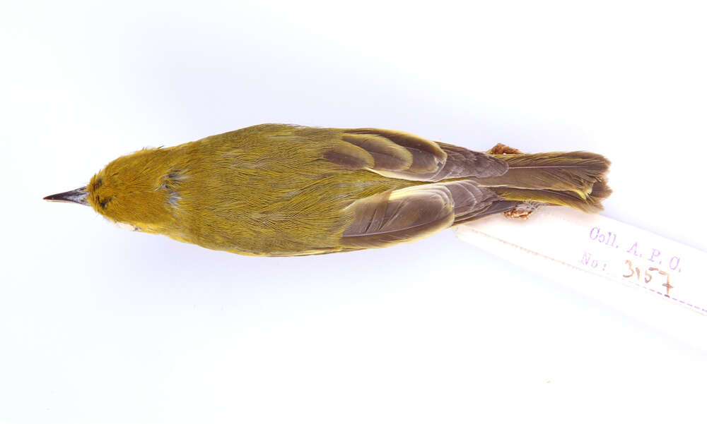 Image of Setophaga aestiva aestiva (Gmelin & JF 1789)