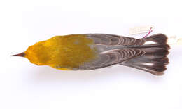 Image of Protonotaria Baird & SF 1858