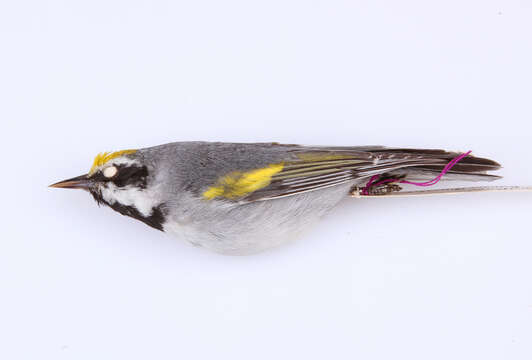 Image of Golden-winged Warbler