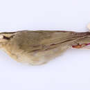 Image of <i>Helmitheros vermivorus</i>