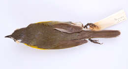 Icteria virens virens (Linnaeus 1758) resmi