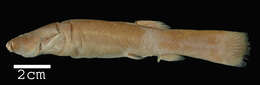 Image of Trichomycterus rivulatus Valenciennes 1846