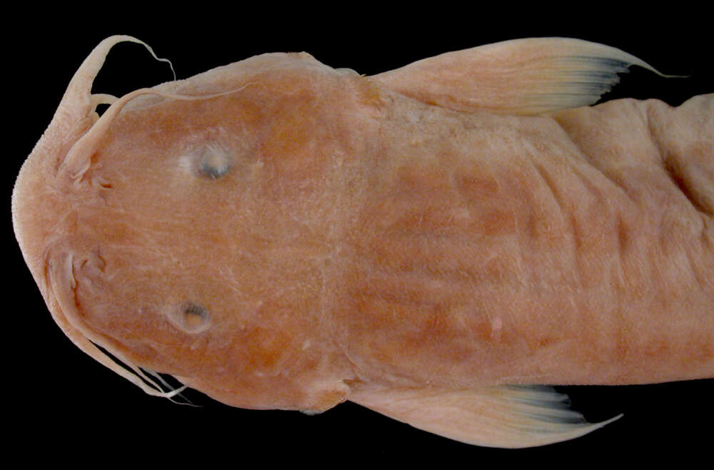 Image of Trichomycterus immaculatus (Eigenmann & Eigenmann 1889)