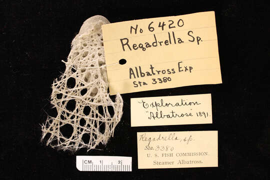 Image of Corbitellinae Gray 1872