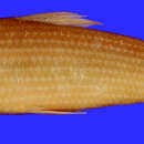 Image of Characin