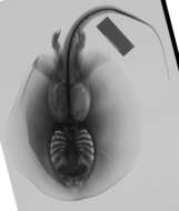 Image of Magdalena Freshwater Stingray
