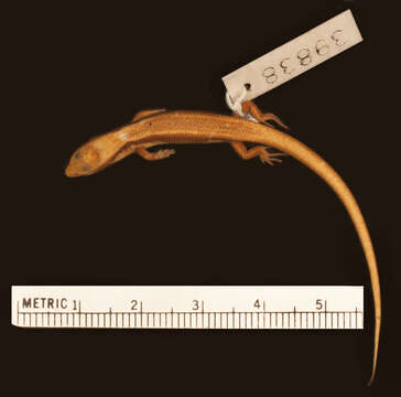 Image of Deraniyagala's Tree Skink