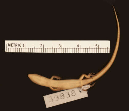 Image of Deraniyagala's Tree Skink