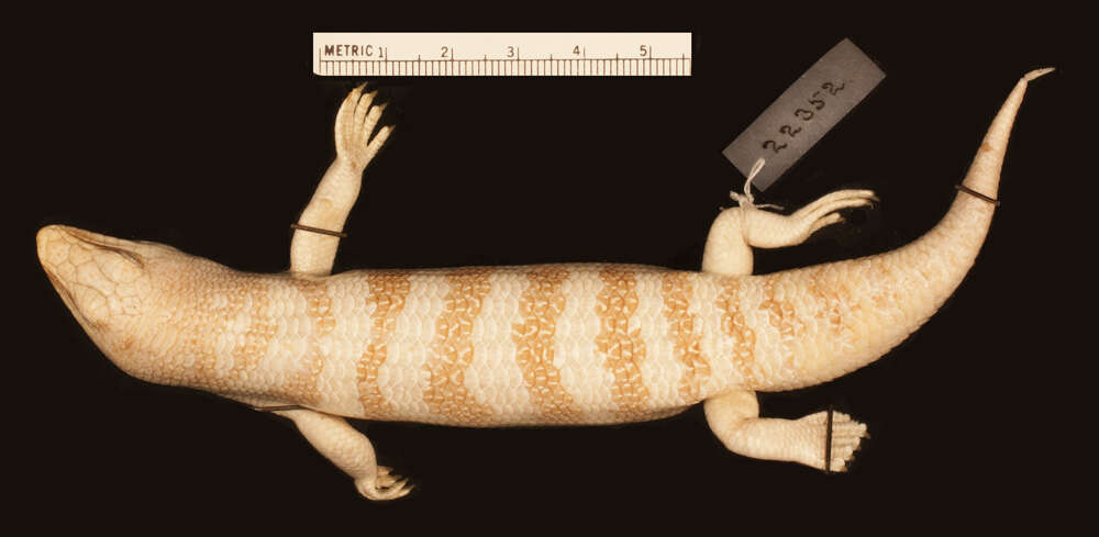 Image of Scincus scincus scincus (Linnaeus 1758)