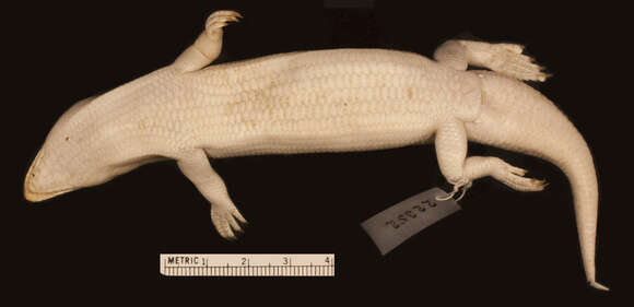 Image of Scincus scincus scincus (Linnaeus 1758)