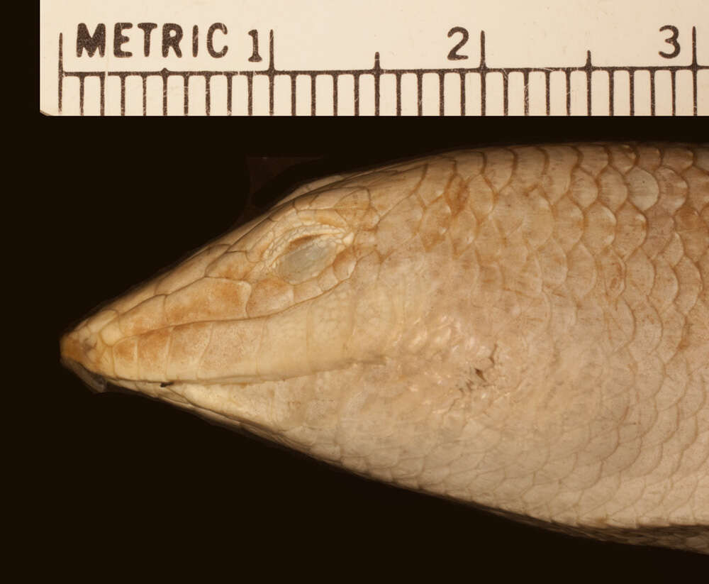 Image of Scincus scincus scincus (Linnaeus 1758)