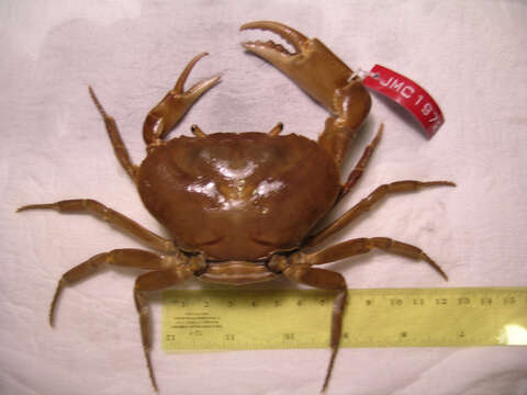 Image of Potamocarcinus H. Milne Edwards 1853