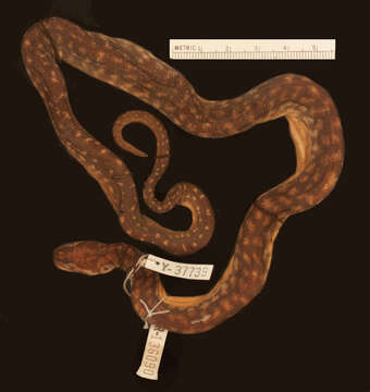 Image of Arafura File Snake