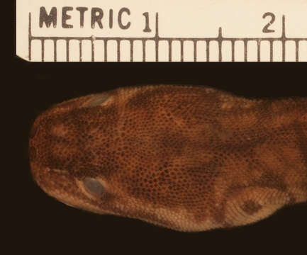 Image of Arafura File Snake