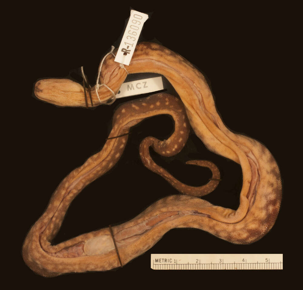 Image of file snakes