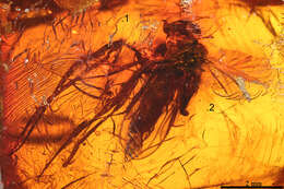 Image of wood gnats