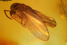 Image of moth flies and sand flies