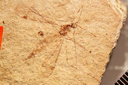 Image of <i>Tipula reliquiae</i>