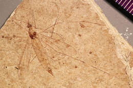 Image of <i>Tipula reliquiae</i>
