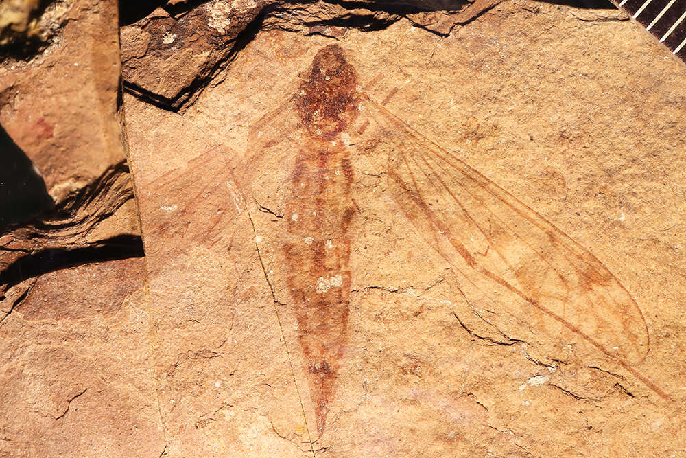 <i>Tipula heilprini</i> Scudder 1894 resmi