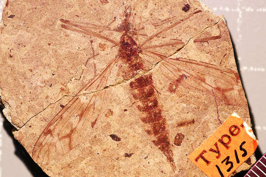 <i>Tipula maclurei</i> Scudder 1894 resmi