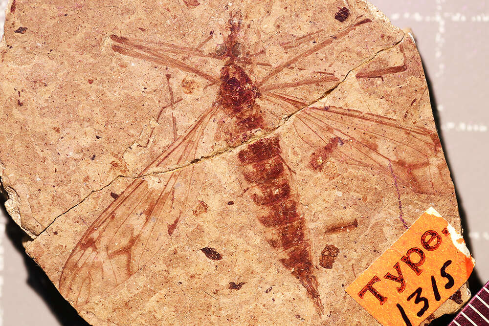 <i>Tipula maclurei</i> Scudder 1894 resmi