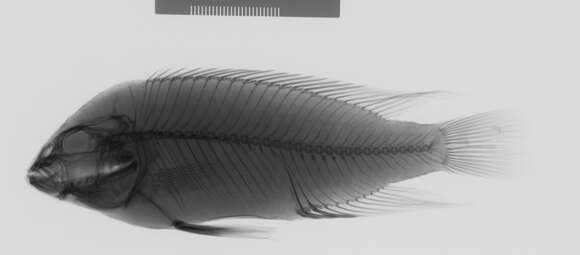 Image of Haplochromis mbipi (Lippitsch & Bouton 1998)