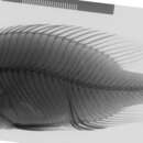 Image of Haplochromis macrocephalus (Seehausen & Bouton 1998)