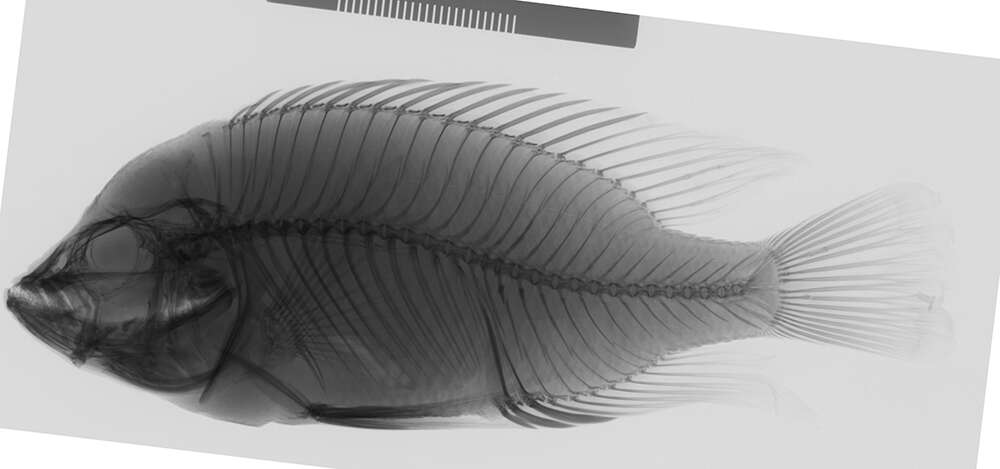 Image of Haplochromis macrocephalus (Seehausen & Bouton 1998)