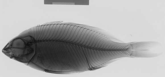 Image of Otopharynx argyrosoma (Regan 1922)