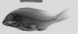 صورة Mylochromis anaphyrmus (Burgess & Axelrod 1973)