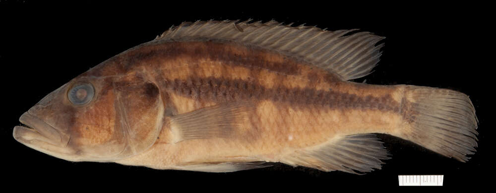Image of Harpagochromis