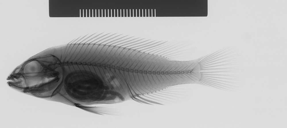 Image of Haplochromis simotes (Boulenger 1911)