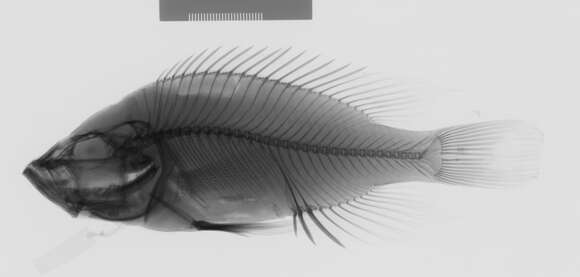 Image of Haplochromis squamipinnis Regan 1921