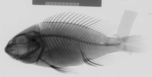 Image of Haplochromis fuscus Regan 1925