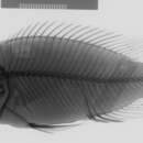 Image of Haplochromis beadlei Trewavas 1933