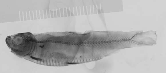 Image of Bahia sprat