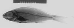 Image of Ectodus