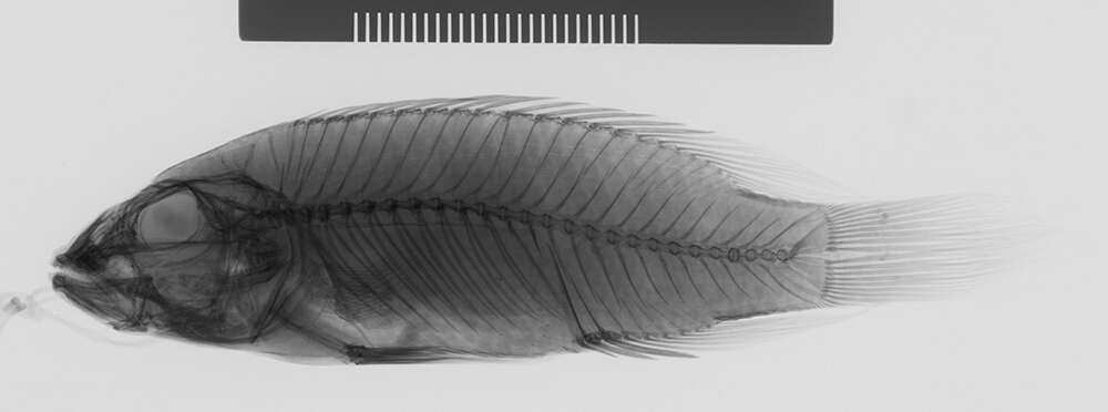 Parananochromis caudifasciatus (Boulenger 1913) resmi