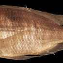 Image of Giant Haplochromis