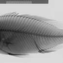 صورة Placidochromis subocularis (Günther 1894)